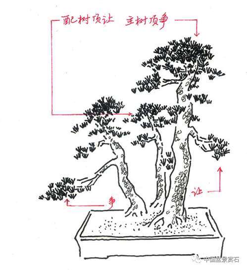 图解 丛林盆景造型中的艺术辩证