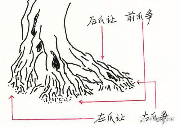 图解 丛林盆景造型中的艺术辩证