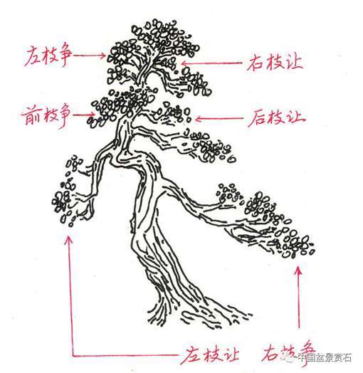 图解 丛林盆景造型中的艺术辩证
