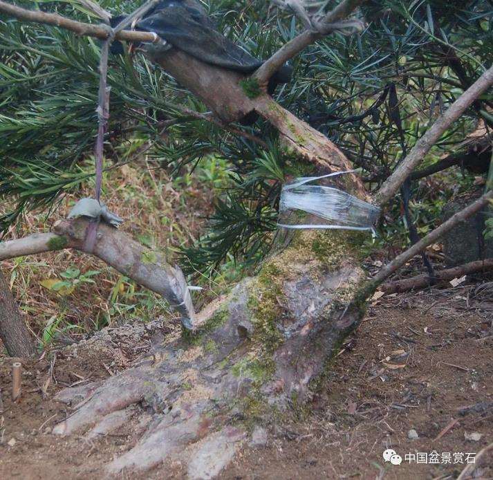 图解 罗汉松盆景怎么制作新型岭南的5个步骤