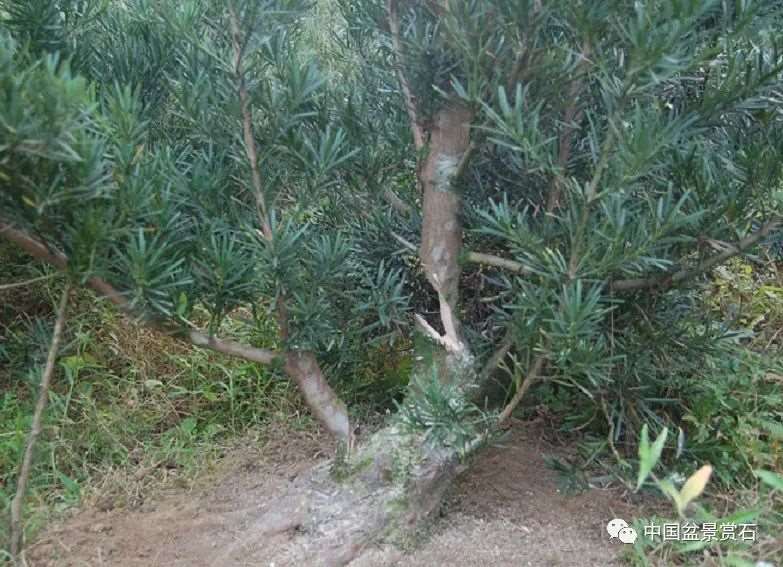 图解 罗汉松盆景怎么制作新型岭南的5个步骤