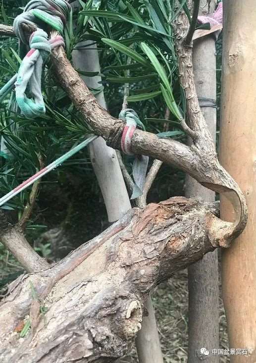 图解 罗汉松盆景怎么制作新型岭南的5个步骤