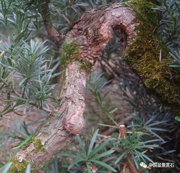 图解 罗汉松盆景怎么制作新型岭南的5个步骤