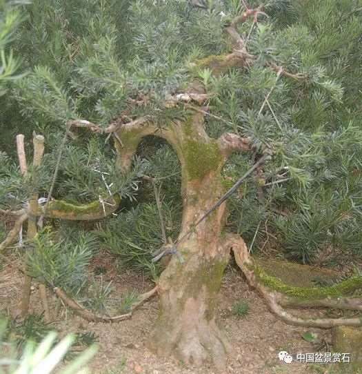 图解 罗汉松盆景怎么制作新型岭南的5个步骤