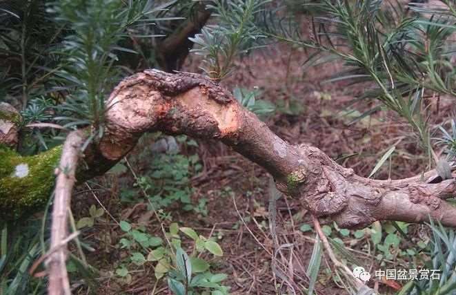 图解 罗汉松盆景怎么制作新型岭南的5个步骤