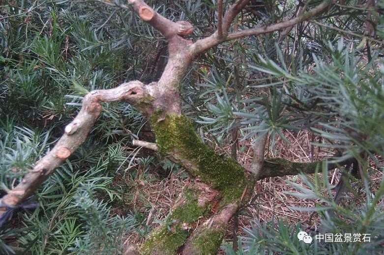 图解 罗汉松盆景怎么制作新型岭南的5个步骤