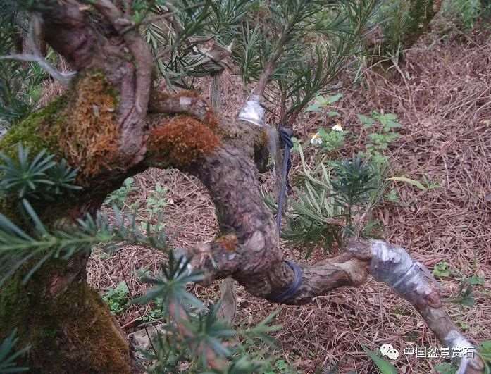 图解 罗汉松盆景怎么制作新型岭南的5个步骤