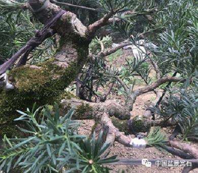 图解 罗汉松盆景怎么制作新型岭南的5个步骤