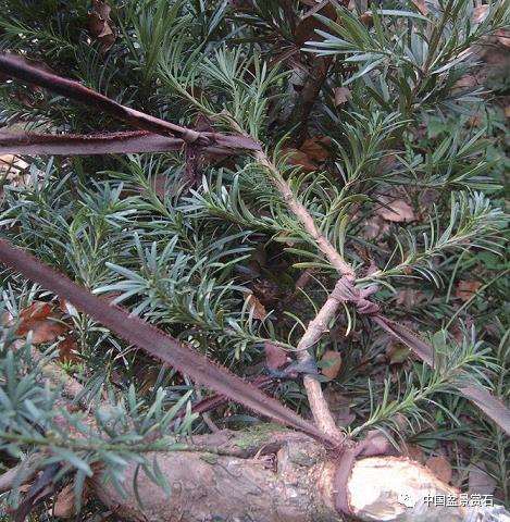 图解 罗汉松盆景怎么制作新型岭南的5个步骤