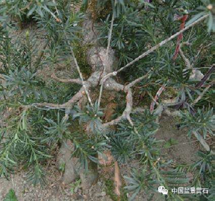 图解 罗汉松盆景怎么制作新型岭南的5个步骤