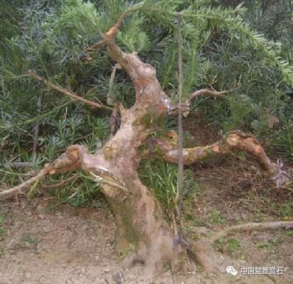 图解 罗汉松盆景怎么制作新型岭南的5个步骤