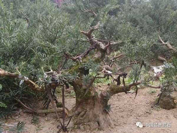 图解 罗汉松盆景怎么制作新型岭南的5个步骤