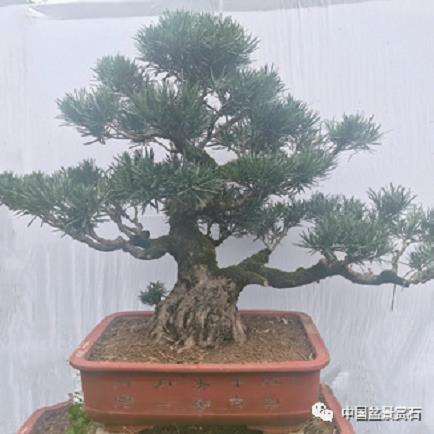 图解 罗汉松盆景怎么制作新型岭南的5个步骤