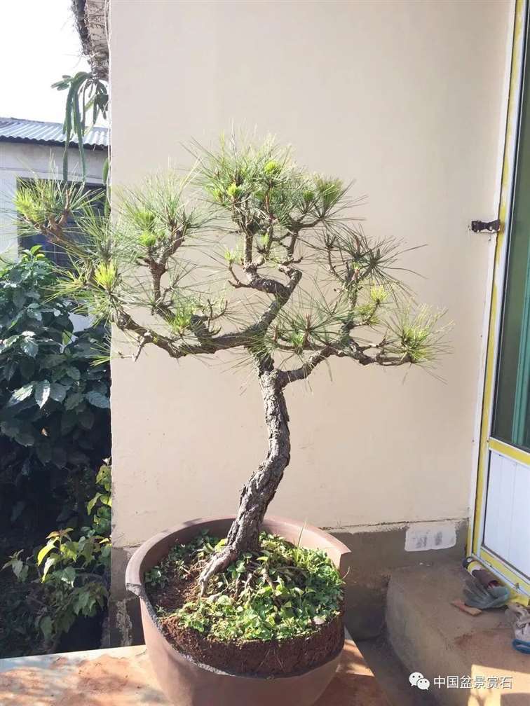 图解 云南松盆景长揖为什么不破干拿弯