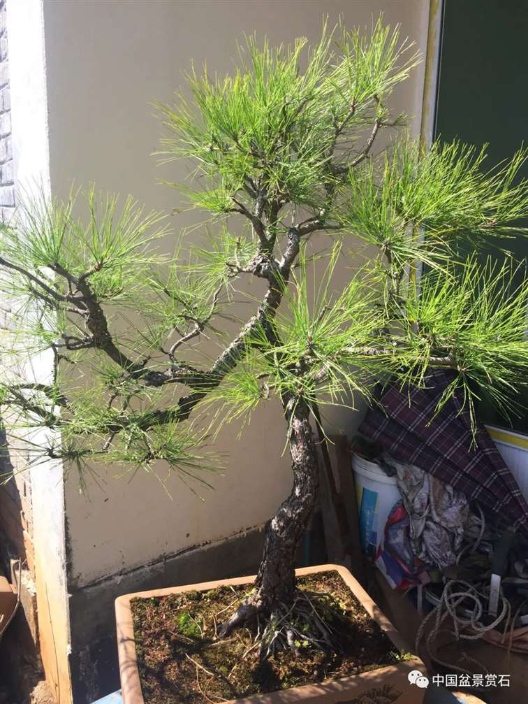 图解 云南松盆景长揖为什么不破干拿弯