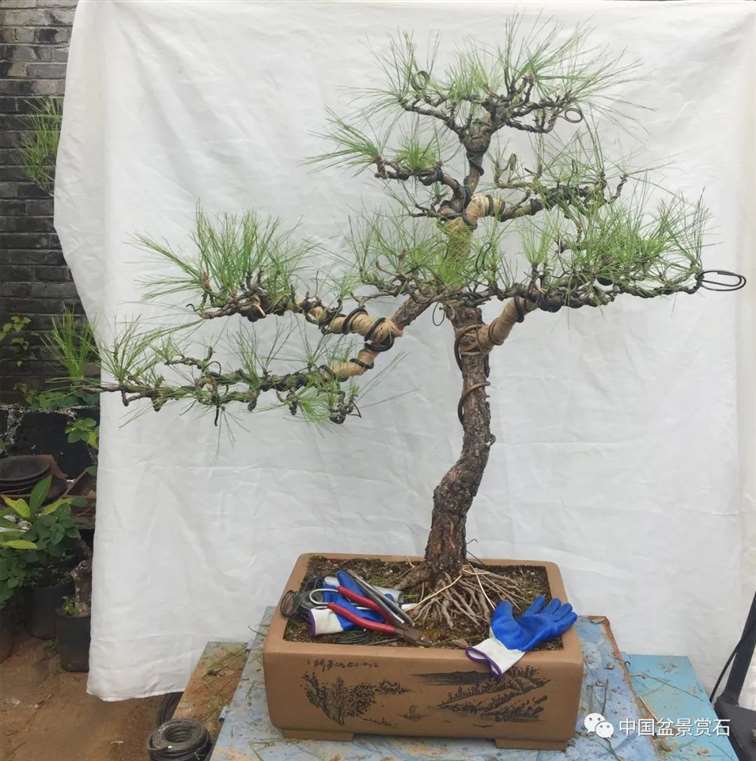 图解 云南松盆景长揖为什么不破干拿弯