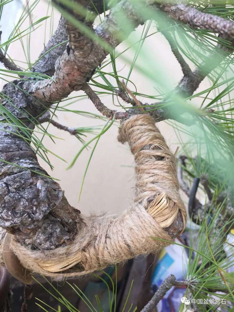 图解 云南松盆景长揖为什么不破干拿弯