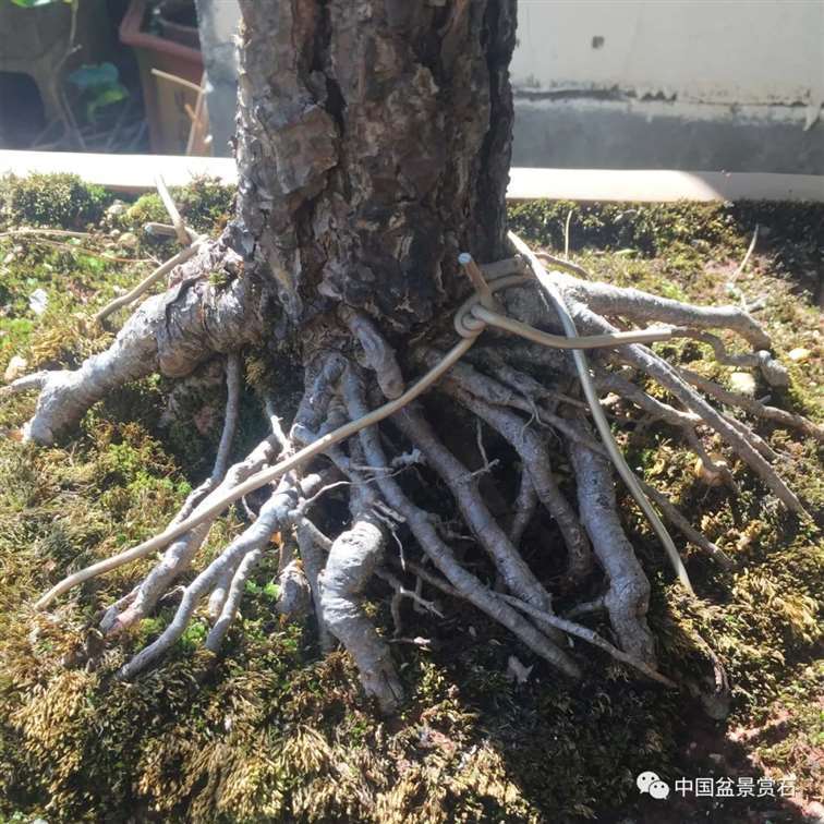 图解 云南松盆景长揖为什么不破干拿弯
