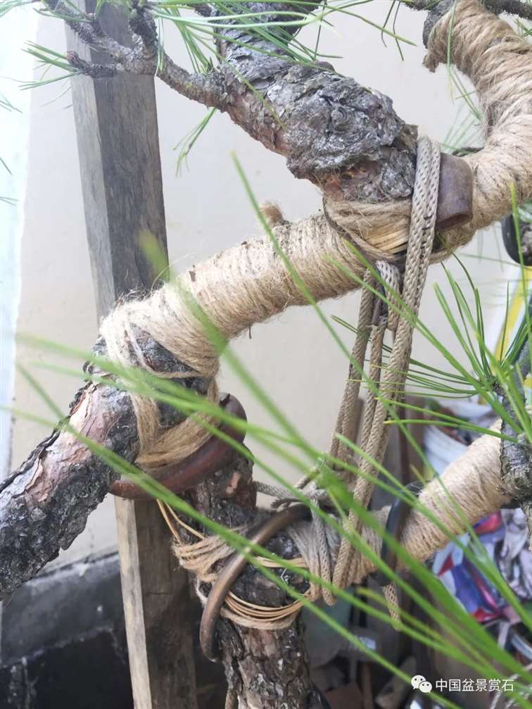 图解 云南松盆景长揖为什么不破干拿弯