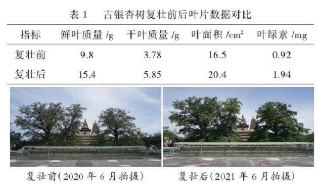 古银杏树复壮保护后的效果
