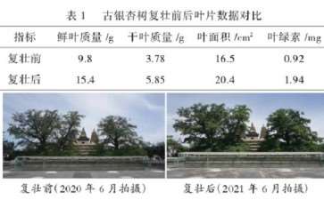 古银杏树复壮保护后的效果