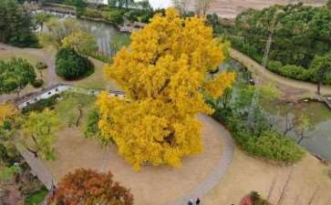 古银杏树复壮后的3个保护措施