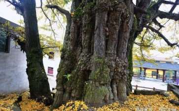 古树怎么修补树洞的4个流程