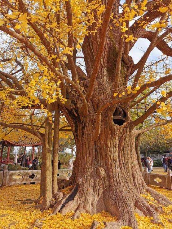 古银杏树枝条修剪的伤口处理与修剪方法图示