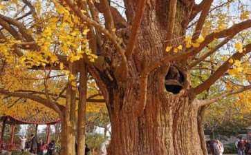 古银杏树枝条修剪：伤口消毒、疏枝处理与防病保护技术详解