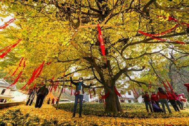 古树增设通气管、复壮井、土壤曝气与铺设木栈道的综合保护措施