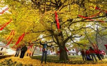 古树透气设施设置：通气管、复壮井与土壤曝气技术详解