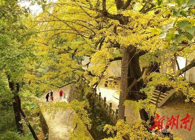 古银杏树怎么复壮的3个措施