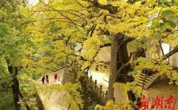 古银杏树怎么复壮的3个措施