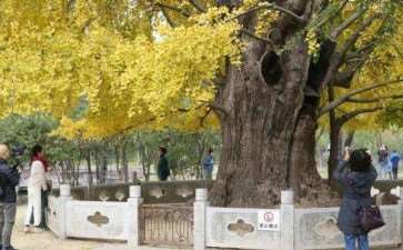 古银杏树复壮前存在的3个问题