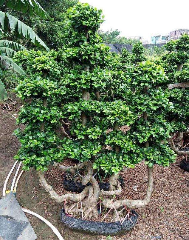小叶榕树长势衰弱的2个原因分析