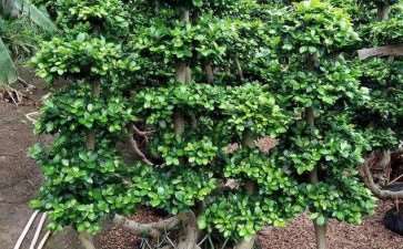 小叶榕树长势衰弱的2个原因分析