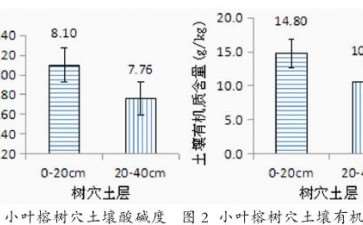小叶榕树复壮工程的4个调查情况
