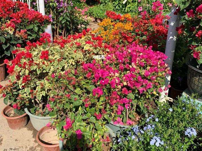 岭南花卉市场的3个景观调研