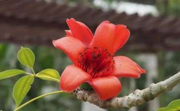 岭南花卉市场的3个景观调研