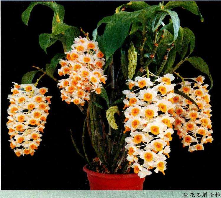 球花石斛栽培容易 基质适合用排水良好
