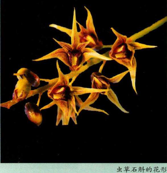 虫草石斛为草叶组 茎肉质 茎秆呈黄绿色