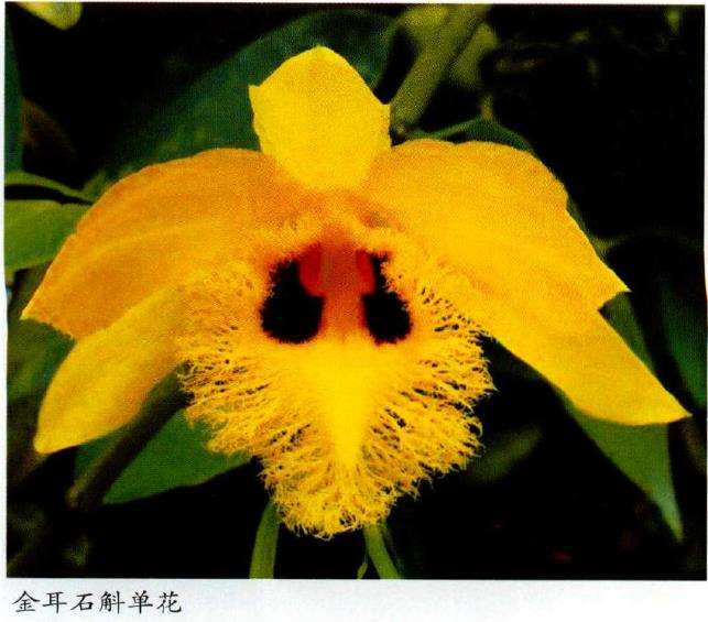 金耳石斛花期7月 北方温室可在5月