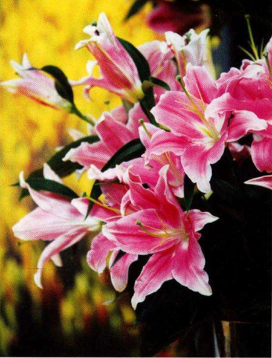 百合花怎么栽种管理的3个方法