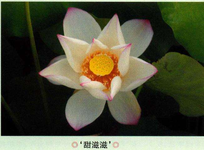 艺莲苑荷花新品种 三 图片