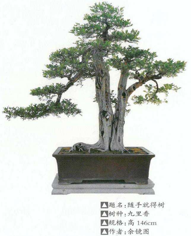 2022 第十三届粤港澳台盆景艺术博览会