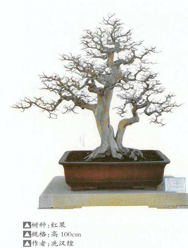 2022 第十三届粤港澳台盆景艺术博览会