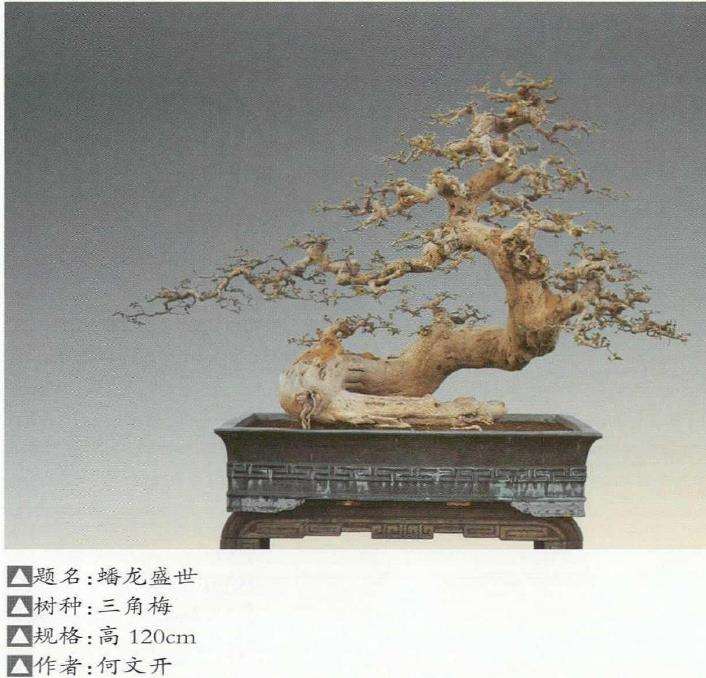 2022 第十三届粤港澳台盆景艺术博览会