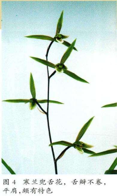 寒兰花朵怎么欣赏的3个方法 图片