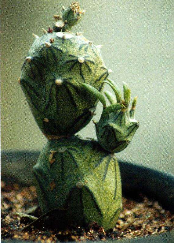 菊科多肉植物拾趣 (二)