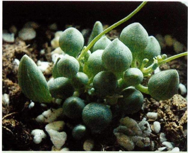 菊科多肉植物拾趣 (二)